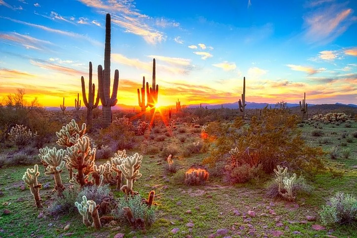Sonoran desert, Arizona